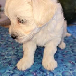 Boy - Cream male Maltipoo puppy in Brooksville, Florida from DeVall Maltipoos