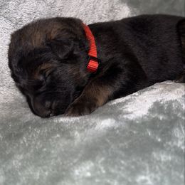 Red color - Sable male German Shepherd puppy in Marion, Ohio from Legacy K9’s