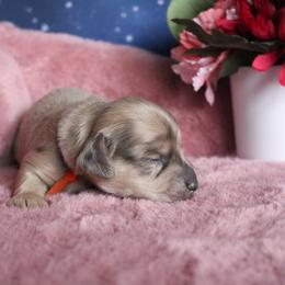 Benjamin - Blue and cream male Dachshund puppy in Pace, Florida from Shoebox Doxie’s