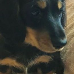 Dachshunds from MacLEdaux