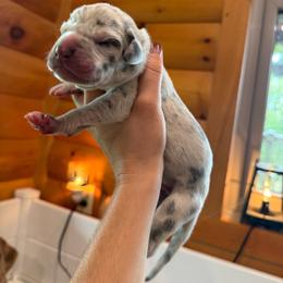 Snoopy - Merle male Great Dane puppy in Corsica, Pennsylvania from Ferguson Family Danes LLC