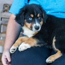 Ember - Black tri male Miniature Australian Shepherd puppy in Buna, Texas from R & C Kennels
