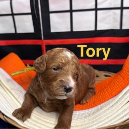 Tory - Apricot female Cavapoo puppy in Chelan, Washington from North Cascades Doodles