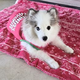 Delilah - Black and white female Pomsky puppy in Fort Myers, Florida from Bluepomski Puppies & Stud Services Of South West Florida