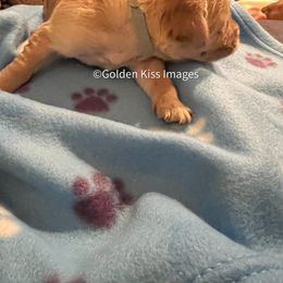 Golden Retriever Puppies from Golden Kiss Retrievers