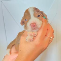 Jalapeño - Red merle female Aussiedoodle puppy in Lithia, Florida from Waterford Doodle Farm