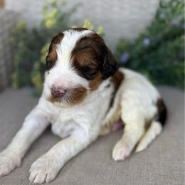 Kosmo - Brown and white male Bernedoodle puppy in Perrysville, Ohio from Pleasant Valley Bernedoodles