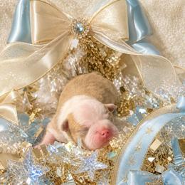 Lilac Boy - Lilac male Boston Terrier puppy in San Antonio, Texas from JT Bostons
