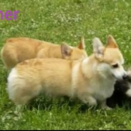 Esther - Pembroke Welsh Corgi