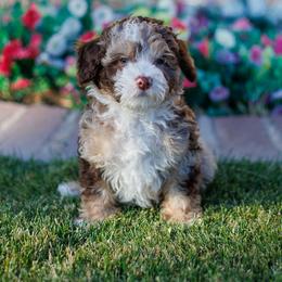 Spanky - Chocolate merle male Bernedoodle puppy in Gilbert, Arizona from Safe Havynn Doodles