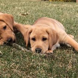 Labrador Retriever Puppies from Amber Run Kennels