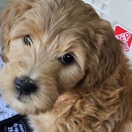 Fontina - Red  Goldendoodle puppy in Glenford, Ohio from Mi-De Doodles