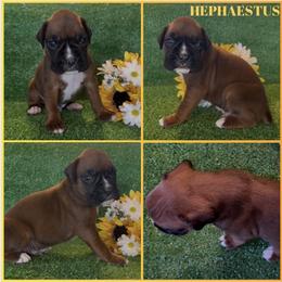HEPHAESTUS - AKC - Fawn male Boxer puppy in Verden, Oklahoma from Bar H Boxers