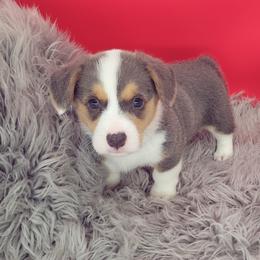 German Shepherd and Pembroke Welsh Corgi Puppies from J&R Shepherds & Corgis