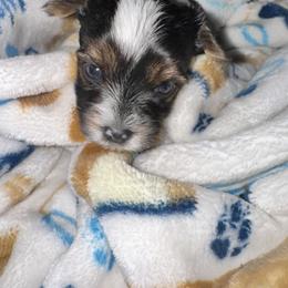 Yorkshire Terrier Puppies from Xclusive Petz