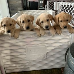 Labrador Retriever Puppies from County Line Gun Dogs