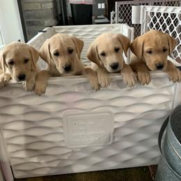 Labrador Retriever Puppies from County Line Gun Dogs