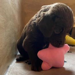 Goldendoodle and Sheepadoodle Puppies from IE Family Doodles