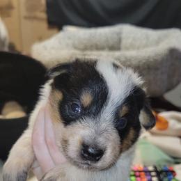 Artemis - Blue female Australian Cattle Dog puppy in Colbert, Oklahoma from LoveAHeeler