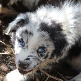 Australian Shepherd Puppies from Moss' Cross Creek Aussie’s