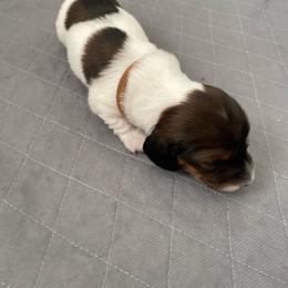 Dwight - Piebald - Piebald male Dachshund puppy in Bakersfield, California from Open Hourglass LLC