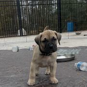 Black collar - Perro de Presa Canario puppy from Space City Presas
