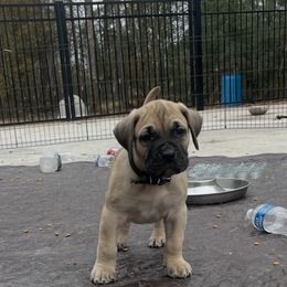Black collar - Perro de Presa Canario puppy from Space City Presas