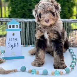 Bernedoodle, Goldendoodle, and Poodle All Grown Up from Neighborhood Poodles & Doodles
