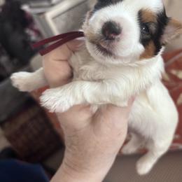 Reddie - Parti female Yorkshire Terrier puppy in La Verne, California from Heavenly Parti Yorkies