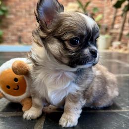 Bibbidi - Sable spotted white female Chihuahua puppy in Summerfield, Florida from Impeccable's Boutique & Ethical Breeder for the educated & discriminating ONLY