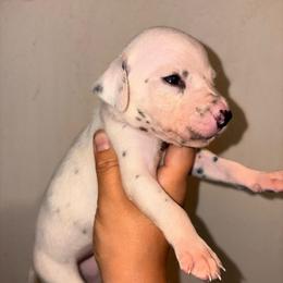 Temptation - White and black female Dalmatian puppy in Toledo, Ohio from Exquisite Dalmatians & Standard Poodles
