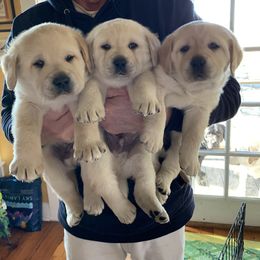 French Bulldog and Labrador Retriever Puppies from Claudia Rosen
