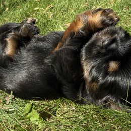 Zoey - Black and tan female Shih Tzu puppy in Fostoria, Michigan from A furry piece of heaven