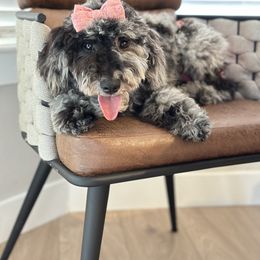 Miss Karlie - Goldendoodle