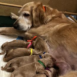 Golden Retriever Puppies from Personalized Dog Training - Windisch Goldens