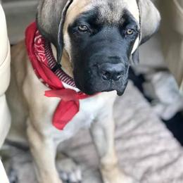 Basset Hounds, Cavalier King Charles Spaniels, and Mastiffs from Southern Oaks Kennel