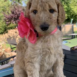 Lady - Apricot female Goldendoodle puppy in Belfair, Washington from Merry R Goldendoodles