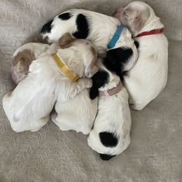 Cocker Spaniel Puppies from Lady K Cocker Spaniels