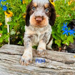 RB4 - Tri-Roan male English Springer Spaniel puppy in Britton, South Dakota from K&S Canines