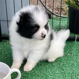 Thunderbird - Black parti male Pomeranian puppy in Avon Park, Florida from Mariska's Pomeranians