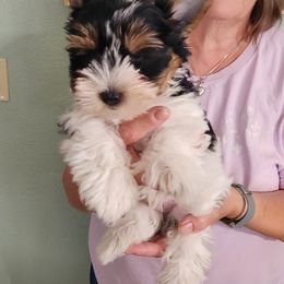 Biewer Terrier Puppies from Bibeau's Biewer Terriers