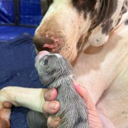 Blue merle1 light - Blue female Great Dane puppy in Greenville, South Carolina from Allen’s Ridge Ranch