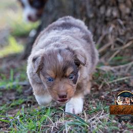 Miniature American Shepherd, Miniature Australian Shepherd, and Toy Australian Shepherd Puppies from Best Little Aussies