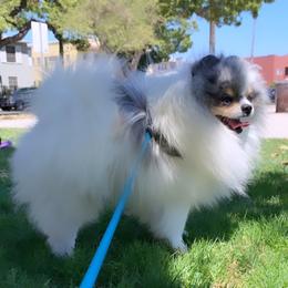 Reuger - Pomeranian