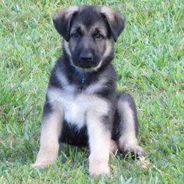 German Shepherd Puppies from Golden Breed German Shepherds