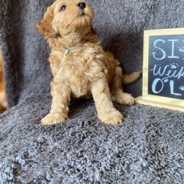 Goldendoodle Puppies from Simply Mini Goldendoodles