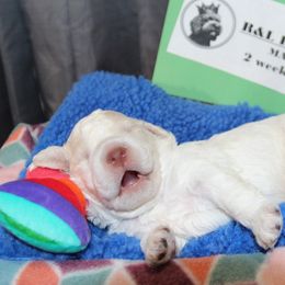 Lagotto Romagnolo Puppies from Royal and Loyal Lagotto Romagnolo