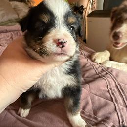 Clubs - Black tri male Miniature Australian Shepherd puppy in Gatesville, Texas from Southern Promise Aussie’s
