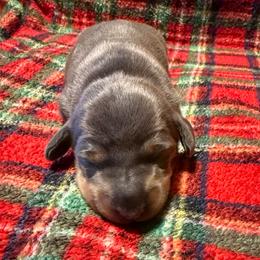Female 3 - Gray (blue) and tan female Dachshund puppy in Bakersfield, California from Open Hourglass LLC
