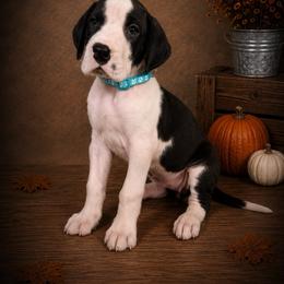 Puppy 5 - Mantle female Great Dane puppy in Ocala, Florida from Oak Haven Great Danes